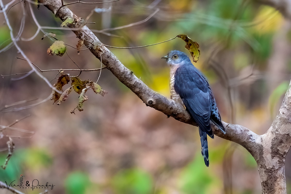 Common Hawk-Cuckoo - Polaris *