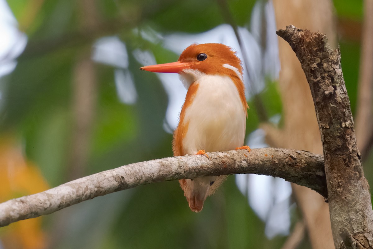 Madagascar Pygmy Kingfisher - Mario Vigo
