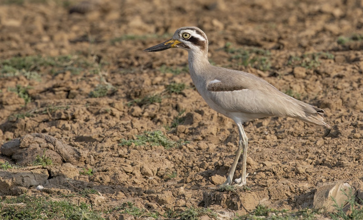 Great Thick-knee - ML615578802