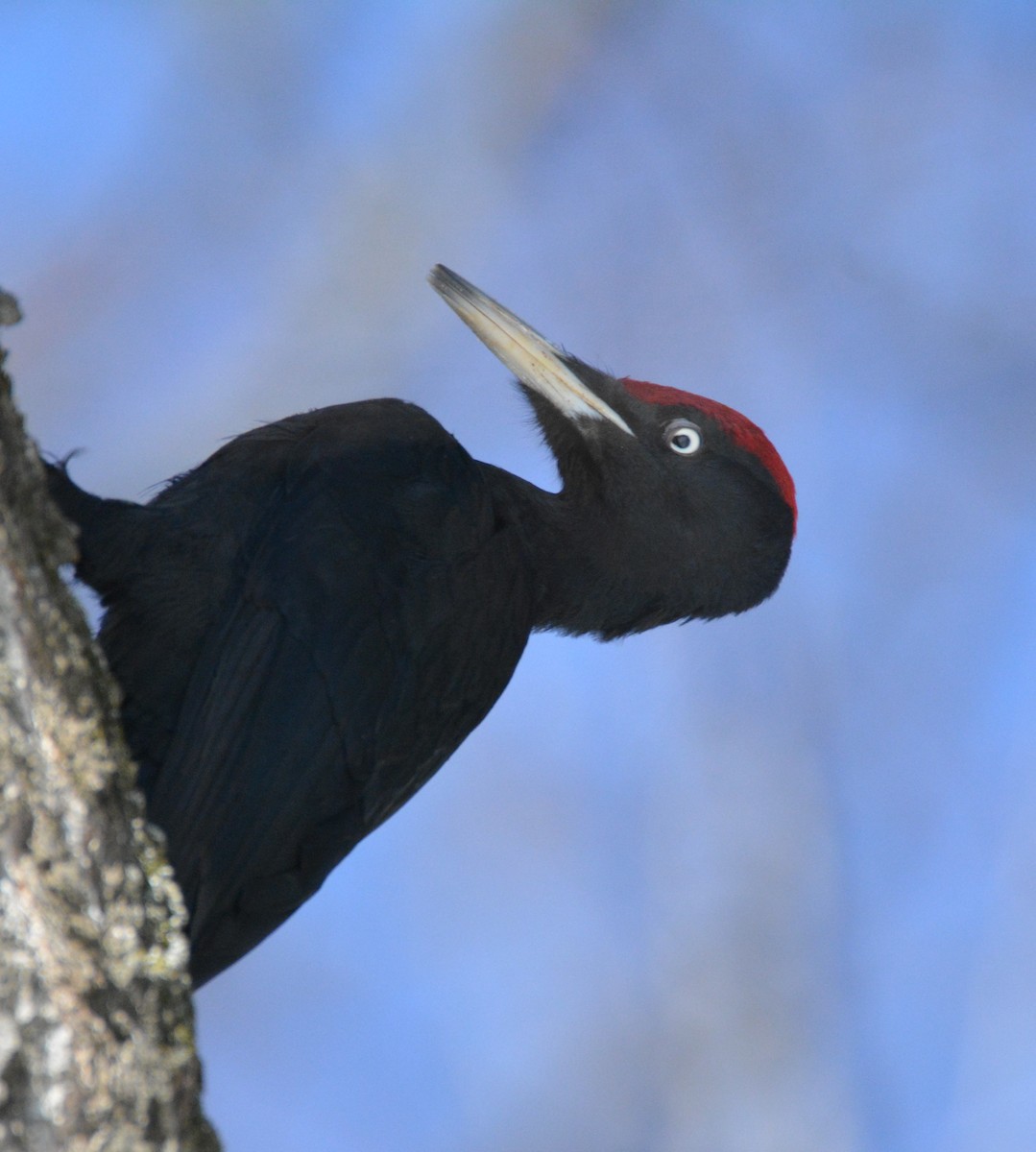 Black Woodpecker - ML615578829