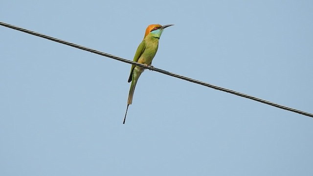 Asian Green Bee-eater - ML615579042