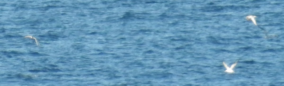 Seeschwalbe, unbestimmt - ML615579235