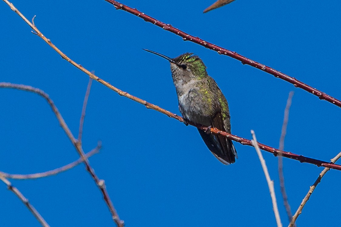 Costa's Hummingbird - Chuck Babbitt