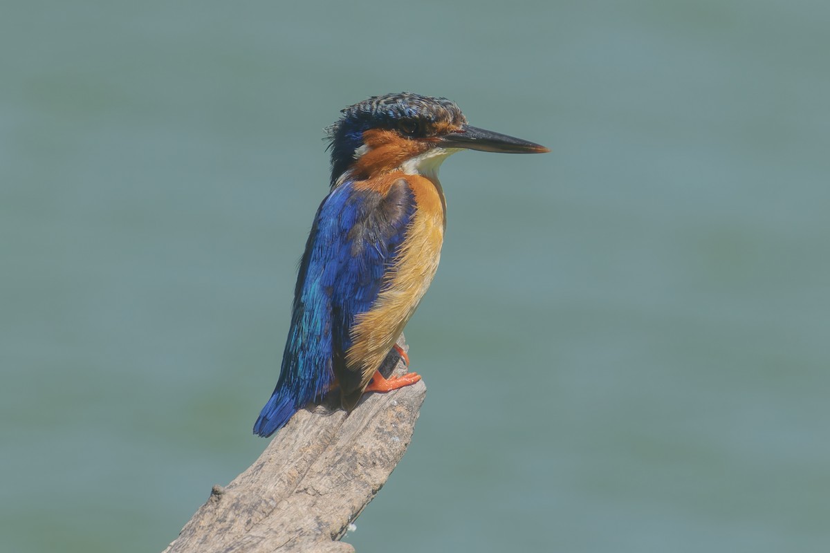 Malagasy Kingfisher - Mario Vigo