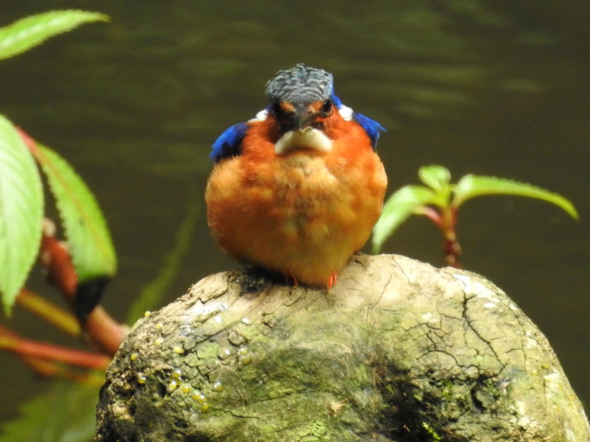 Malagasy Kingfisher - ML615579379