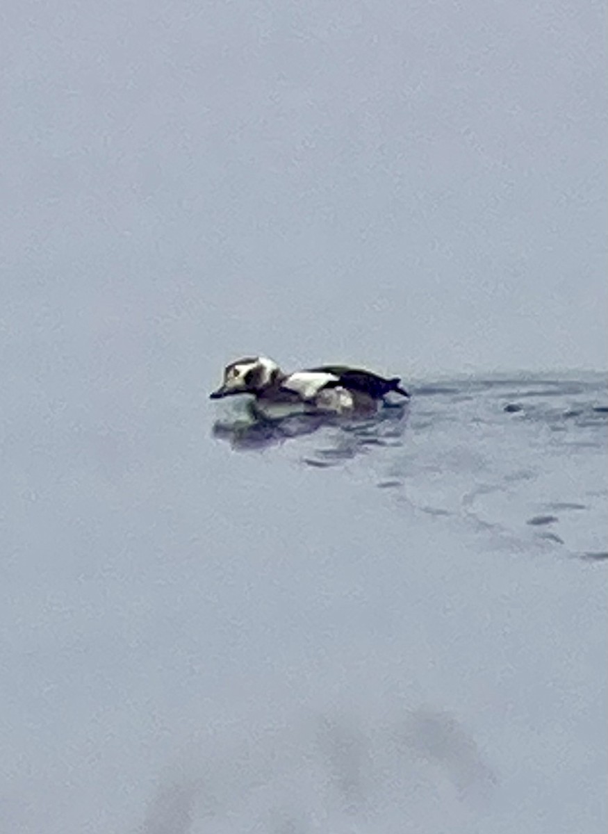 Long-tailed Duck - ML615579393