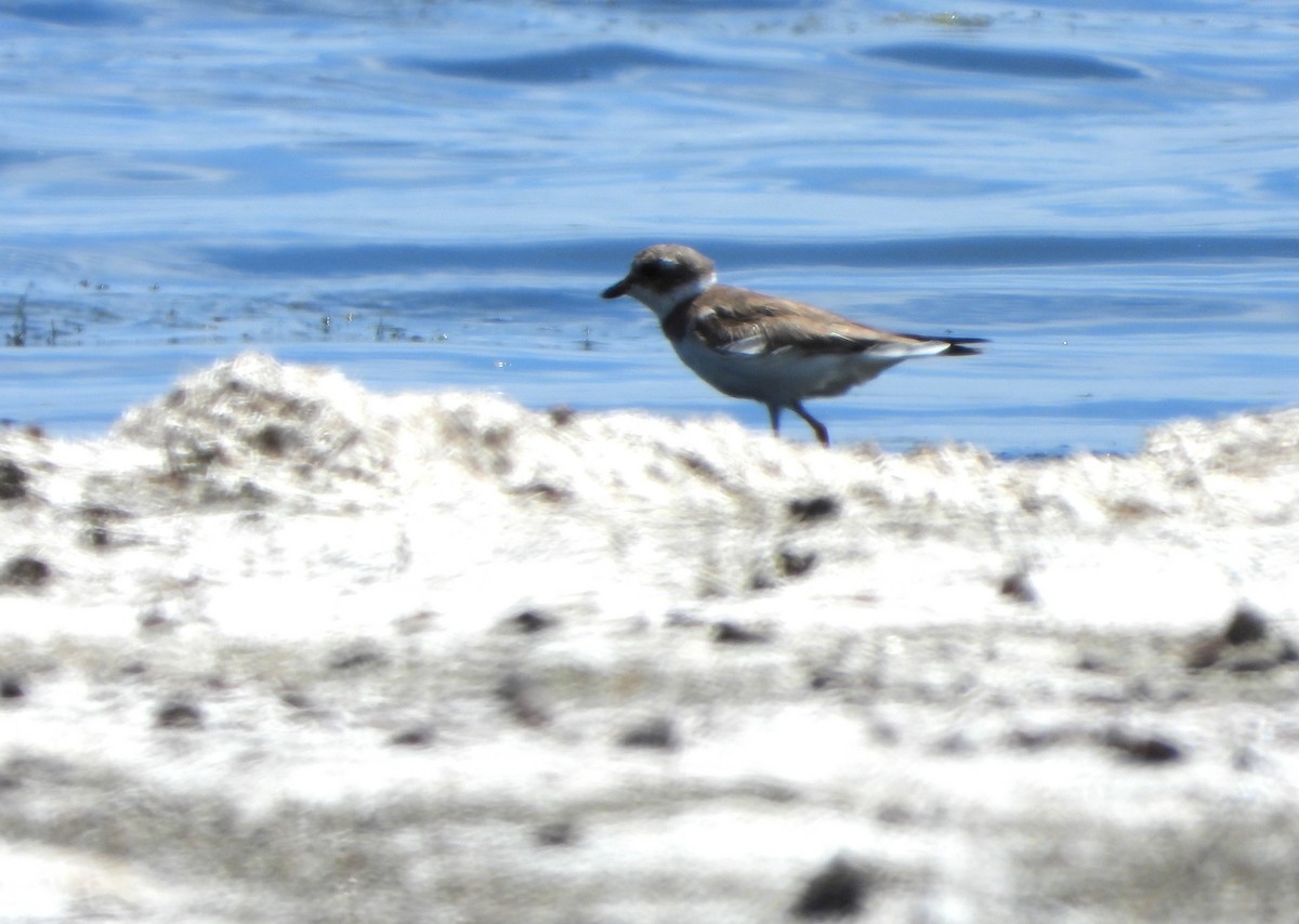 Semipalmated Plover - ML615579617
