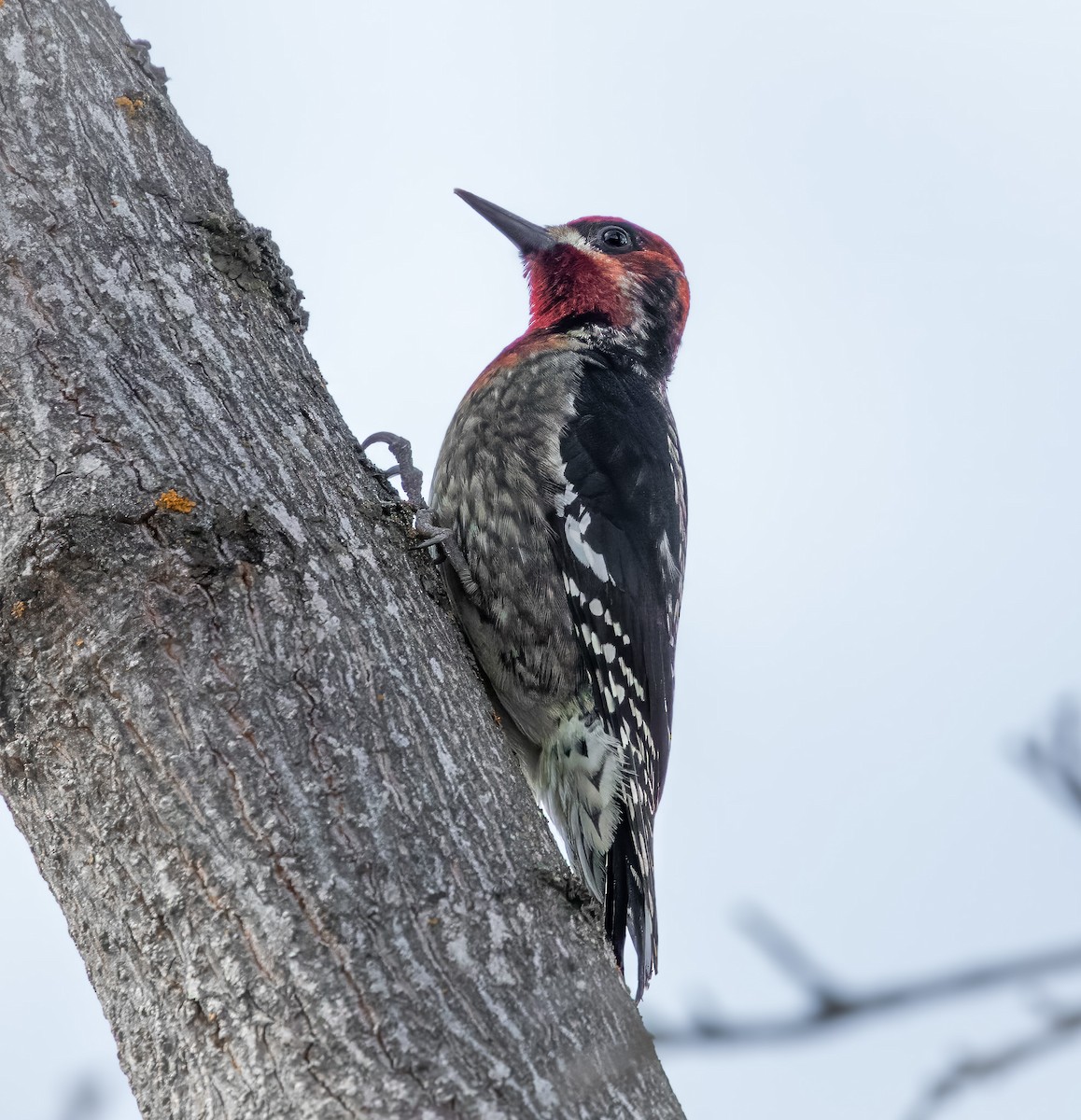 Red-naped x Red-breasted Sapsucker (hybrid) - Cathy Strickland