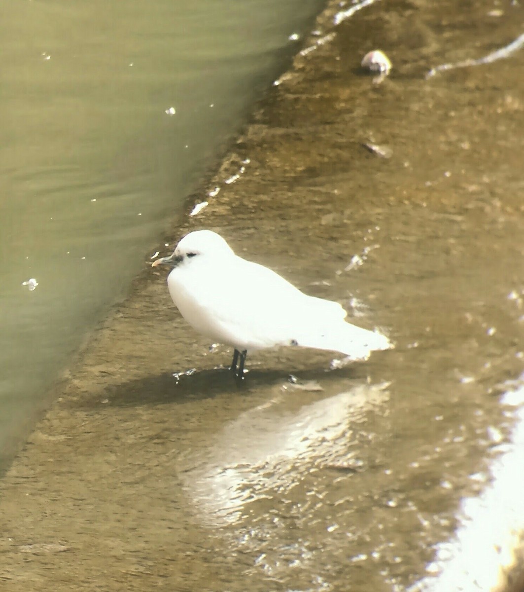 Белая чайка - ML615579725