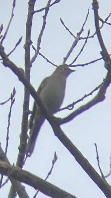 Townsend's Solitaire - ML615579748