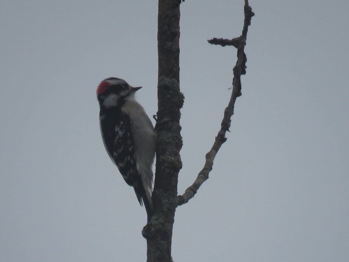 Downy Woodpecker - ML615579758