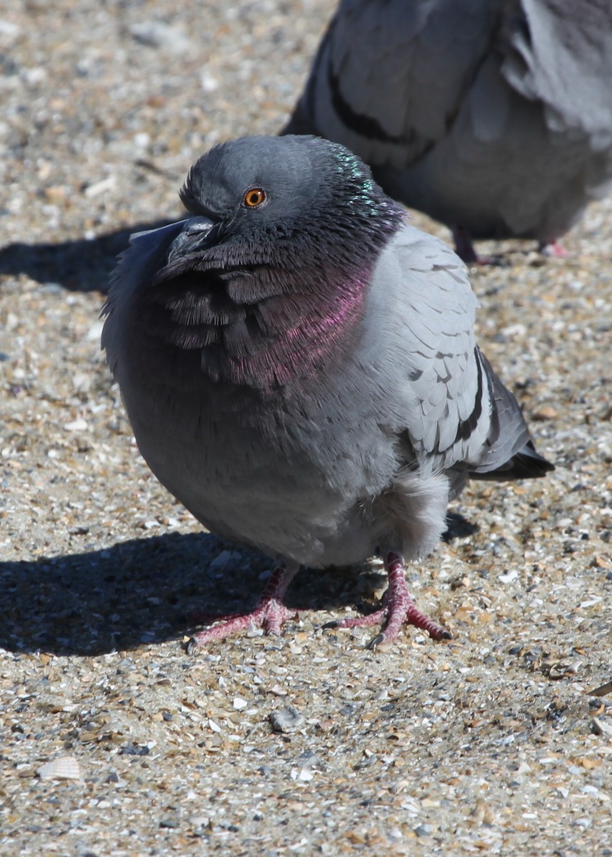Rock Pigeon (Feral Pigeon) - ML615579764