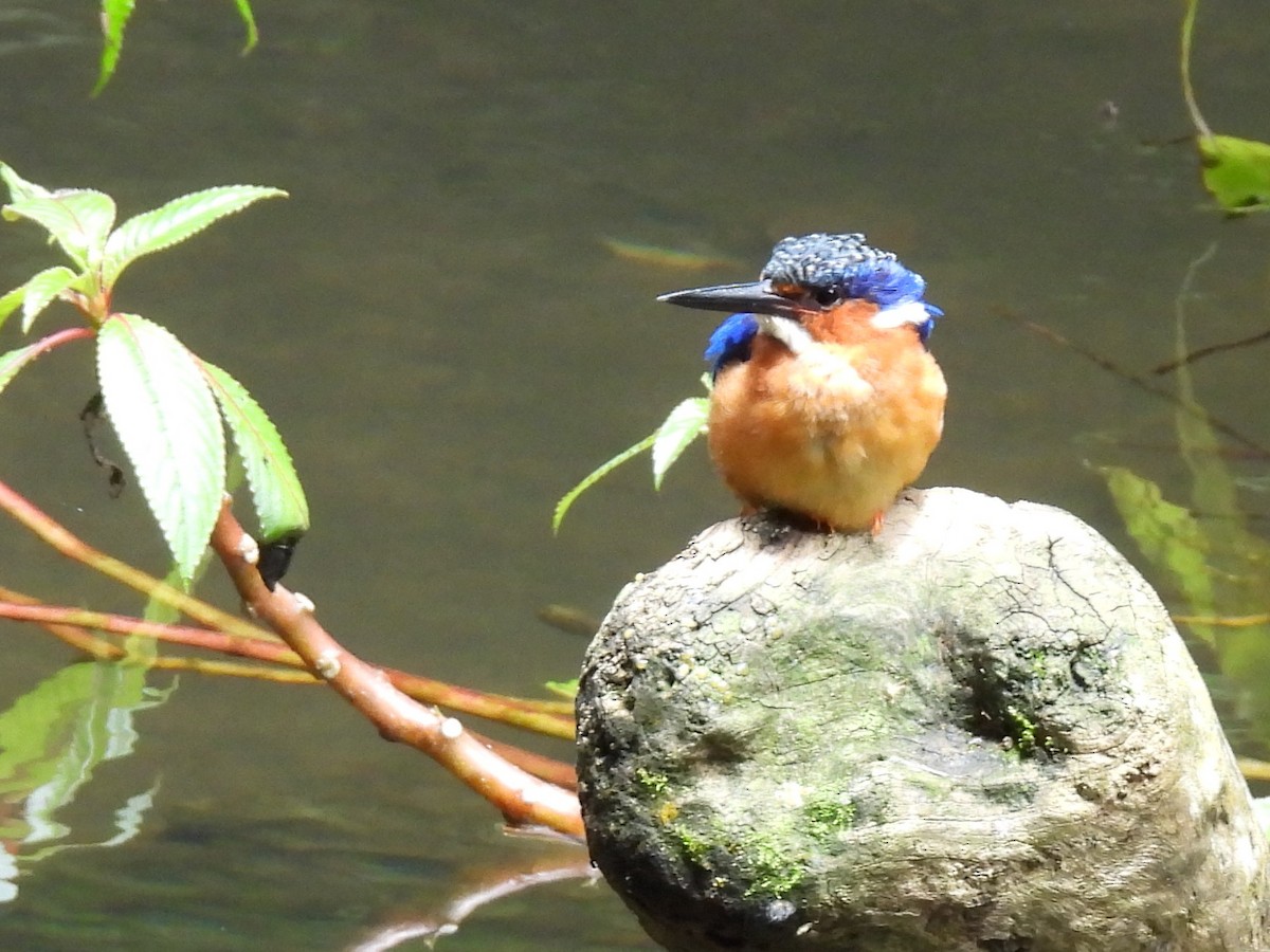 Malagasy Kingfisher - ML615579855