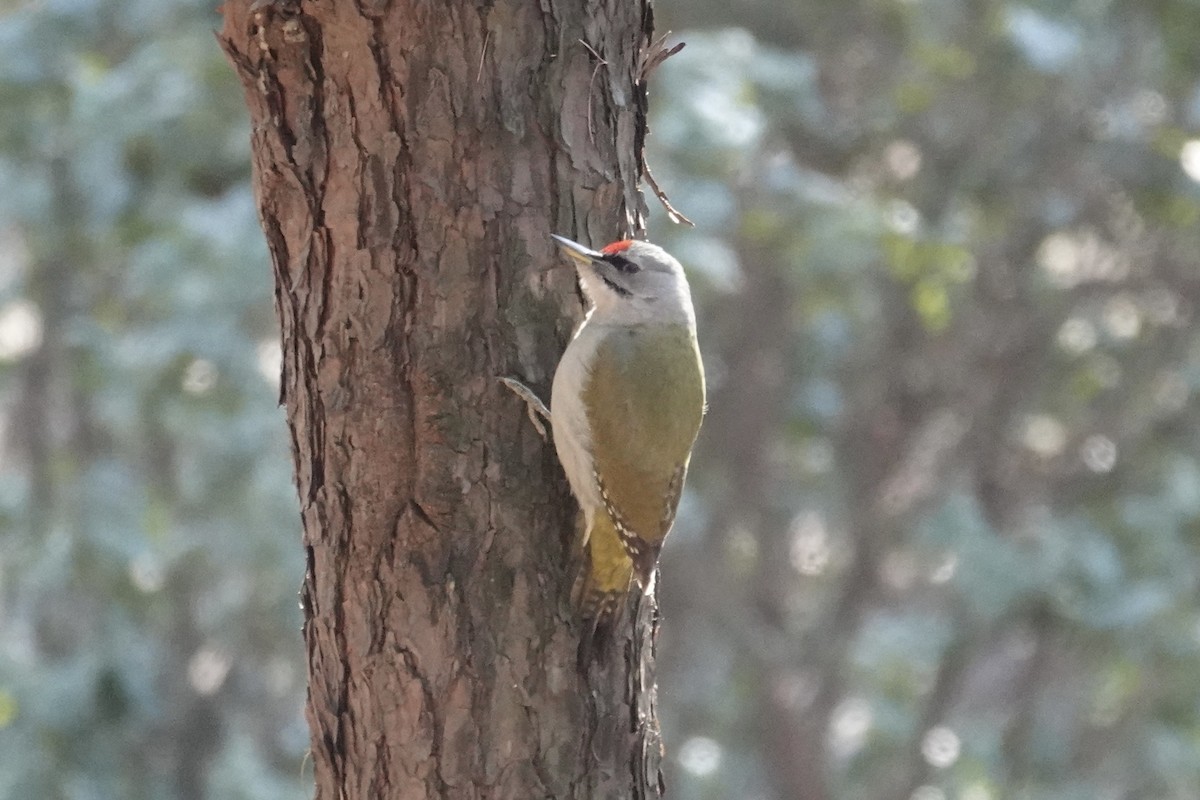 Gray-headed Woodpecker - ML615580076