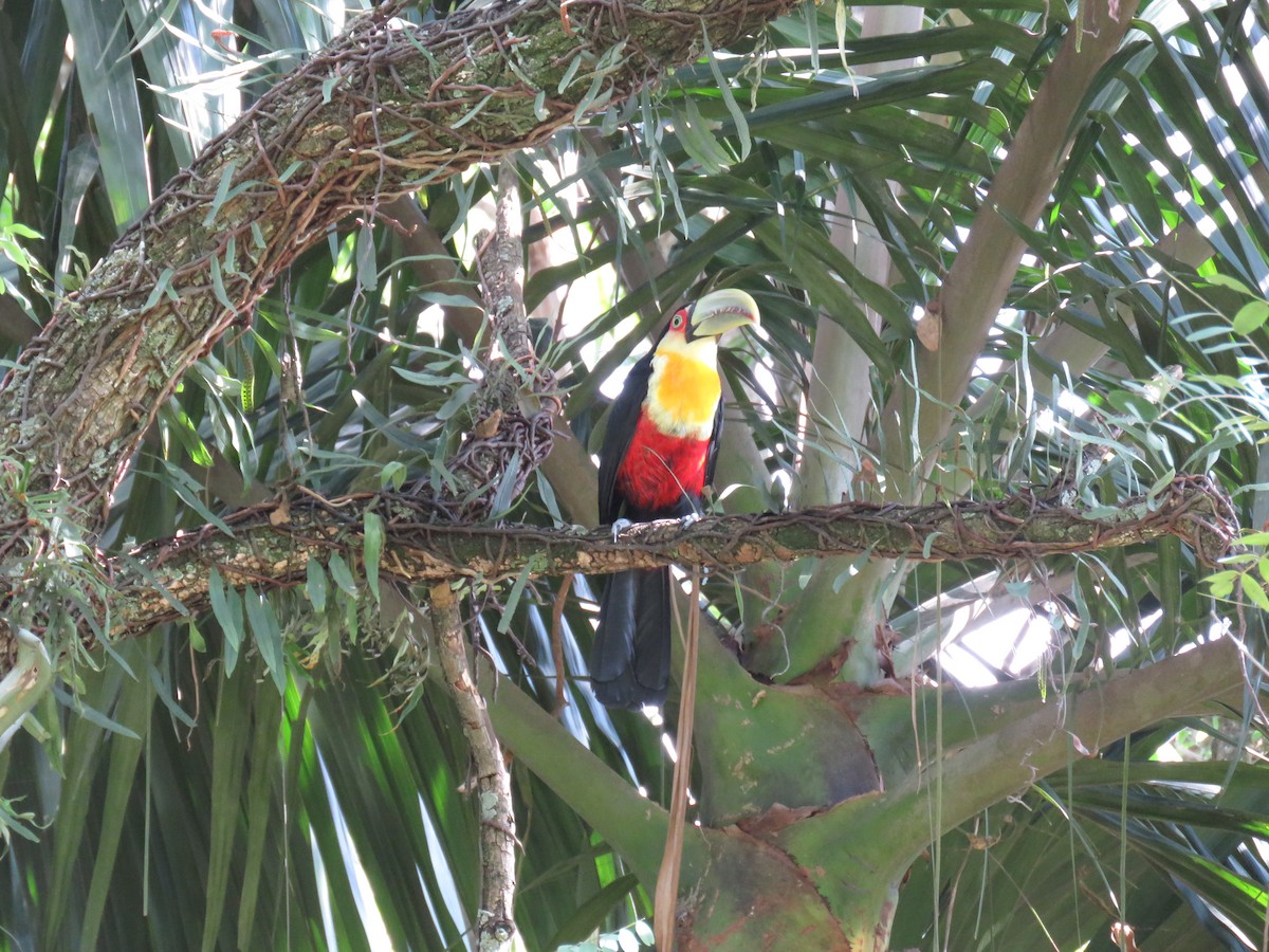 Red-breasted Toucan - ML615580162