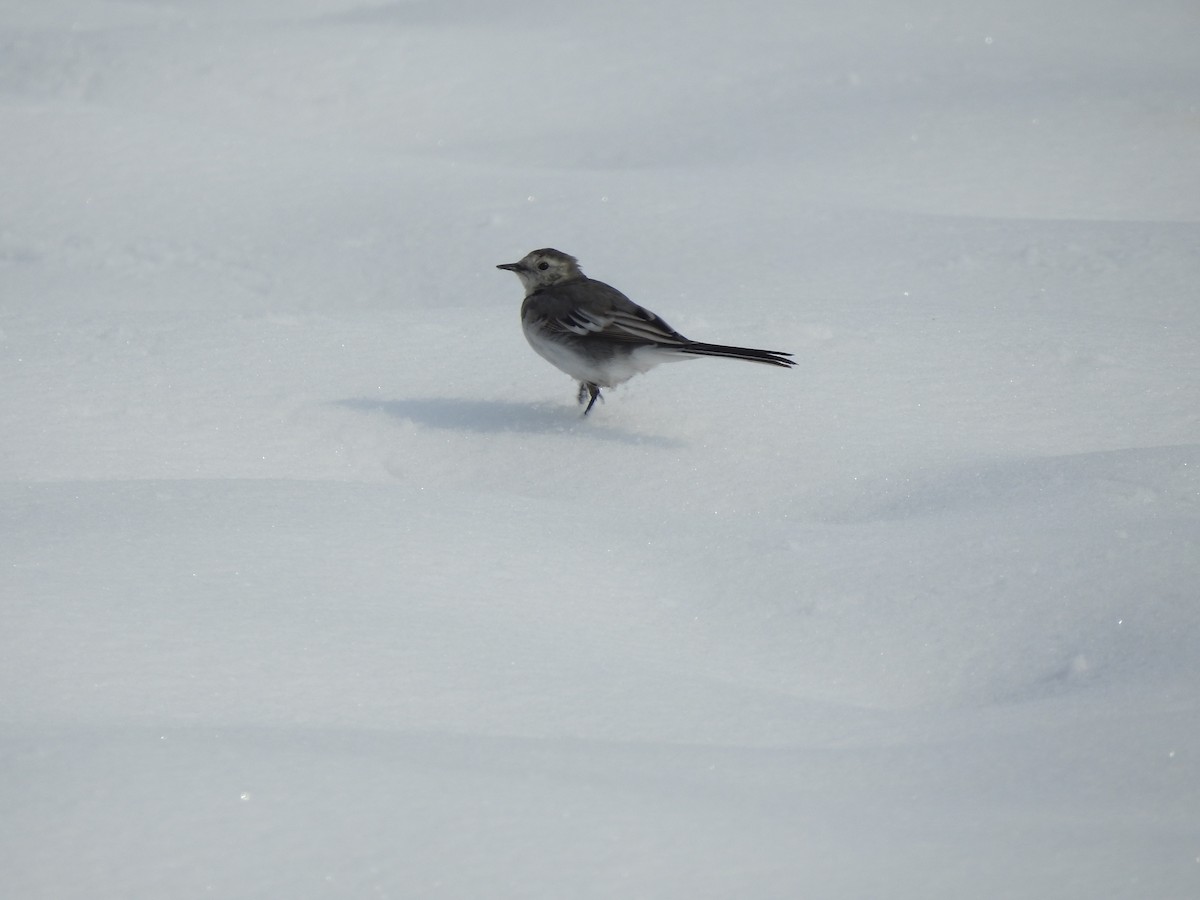 White Wagtail (White-faced) - ML615580642