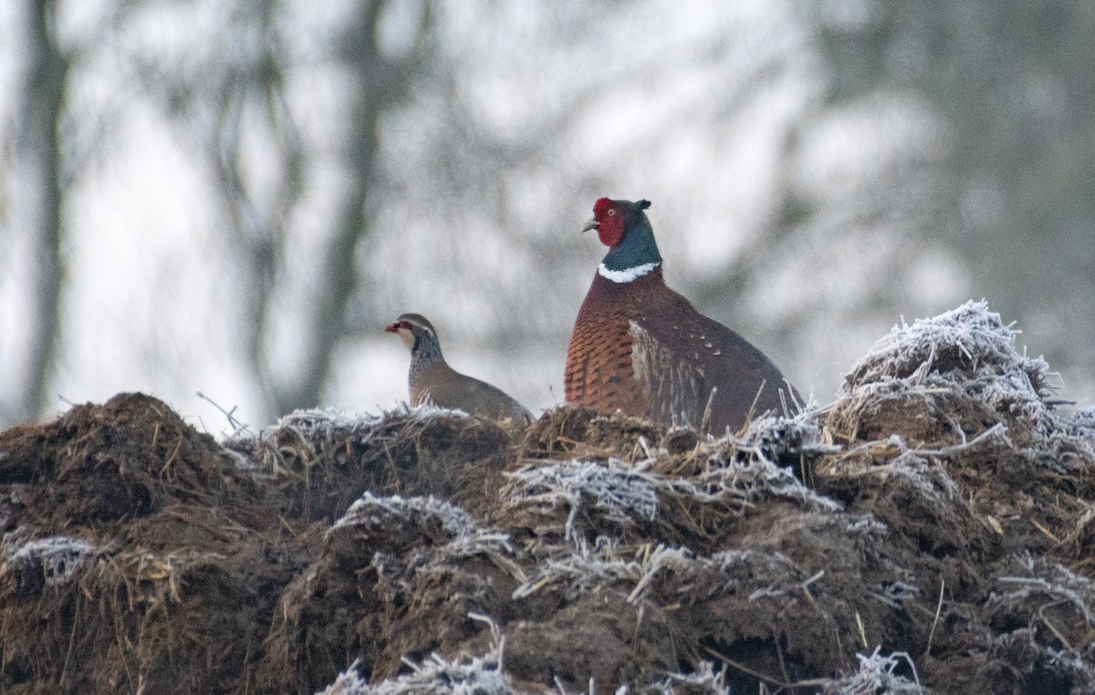 Ring-necked Pheasant - Ed Stubbs