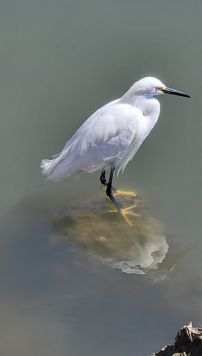 Snowy Egret - Gord Dubois