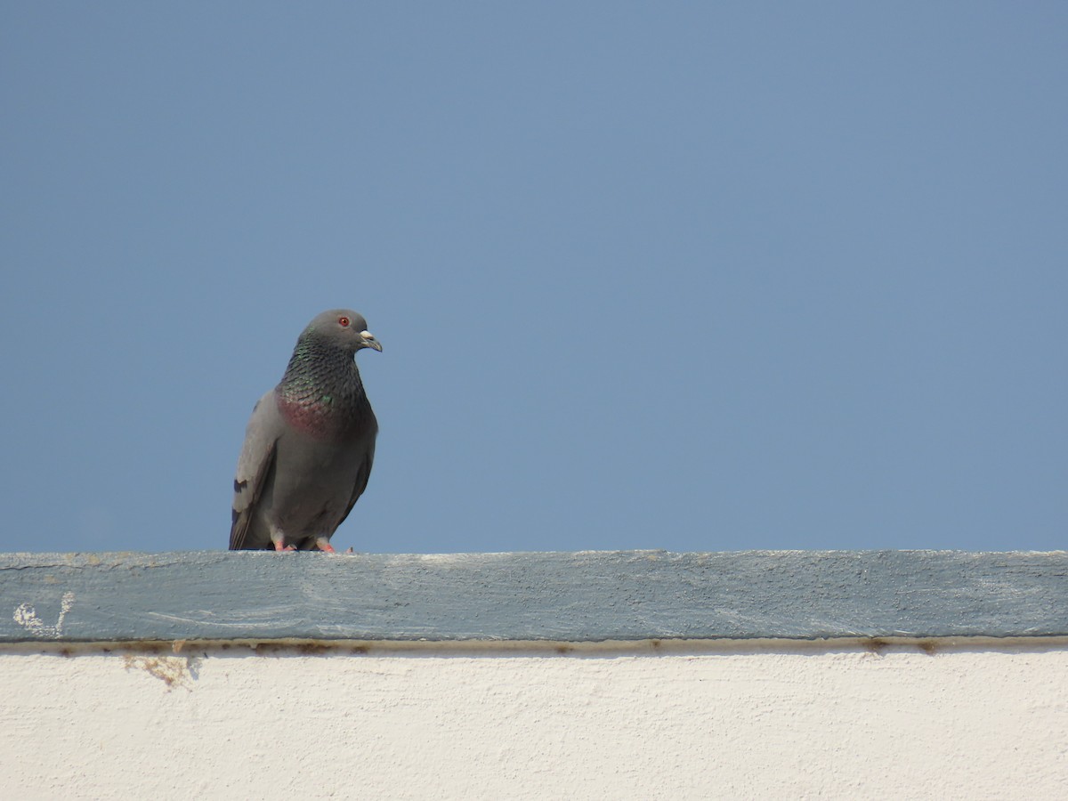 Rock Pigeon (Feral Pigeon) - ML615580875