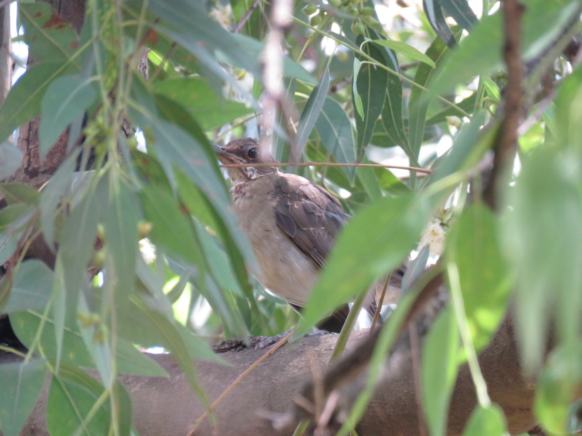 Pale-breasted Thrush - ML615580976