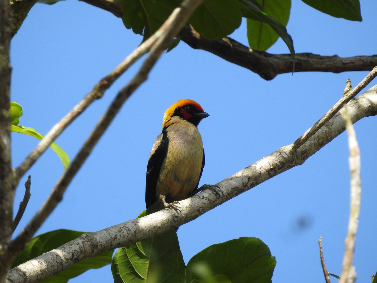 Flame-faced Tanager - ML615581047