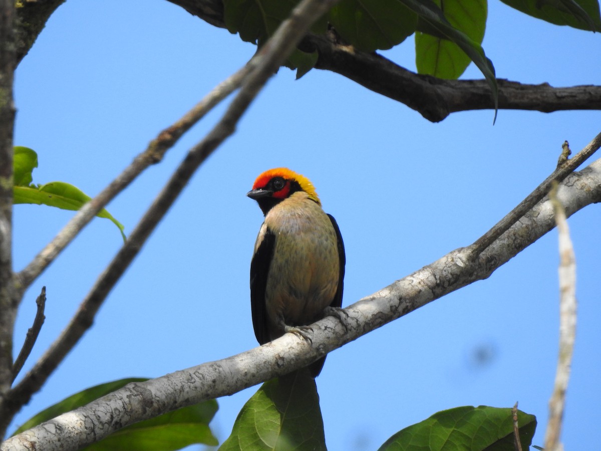 Flame-faced Tanager - ML615581048