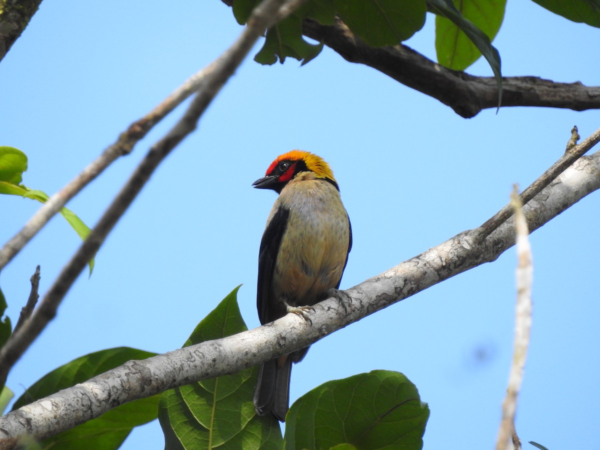 Flame-faced Tanager - ML615581050