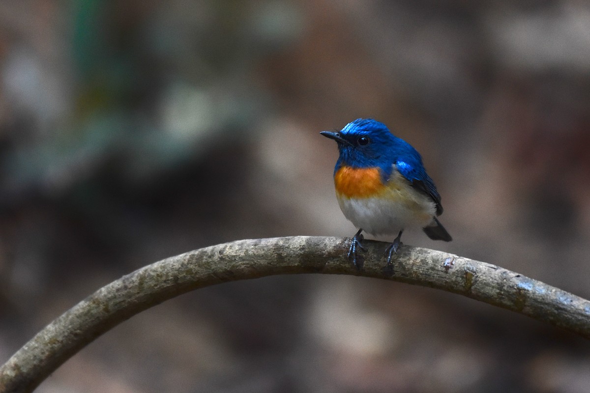 Blue-throated Flycatcher (Blue-throated) - ML615581105