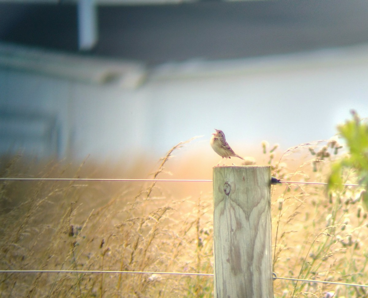 Grasshopper Sparrow - ML615581131