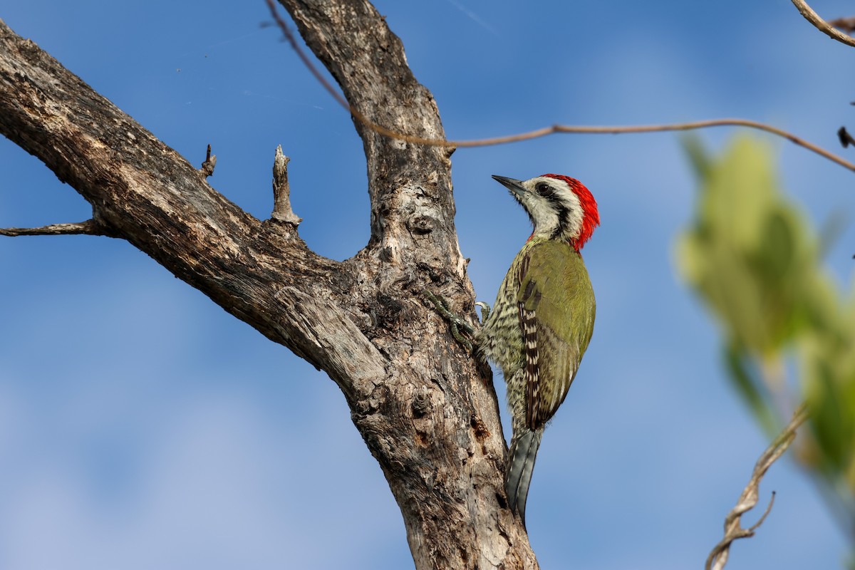 Cuban Green Woodpecker - ML615581164