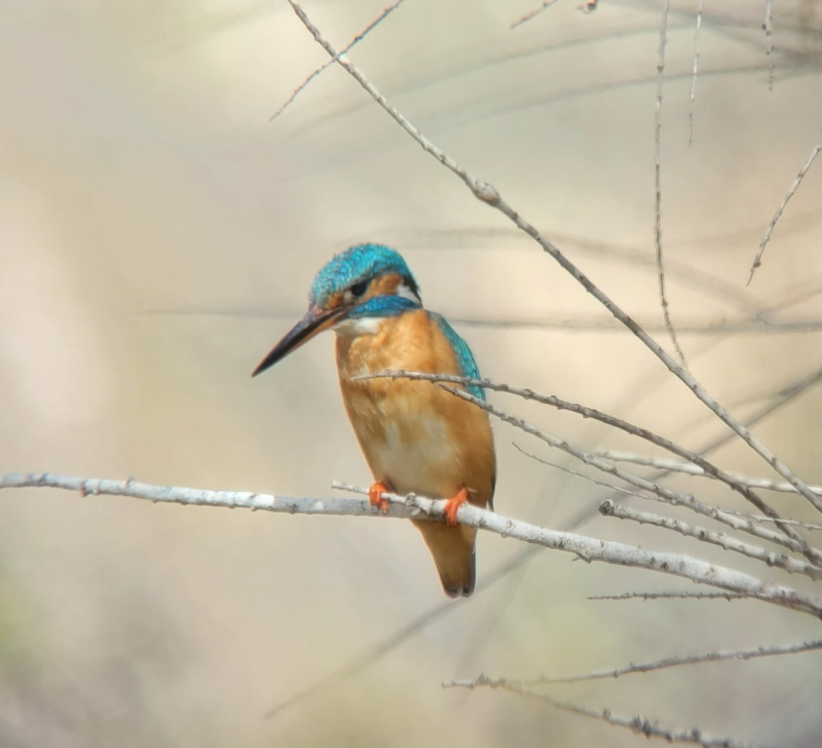 Common Kingfisher - Toby Carter