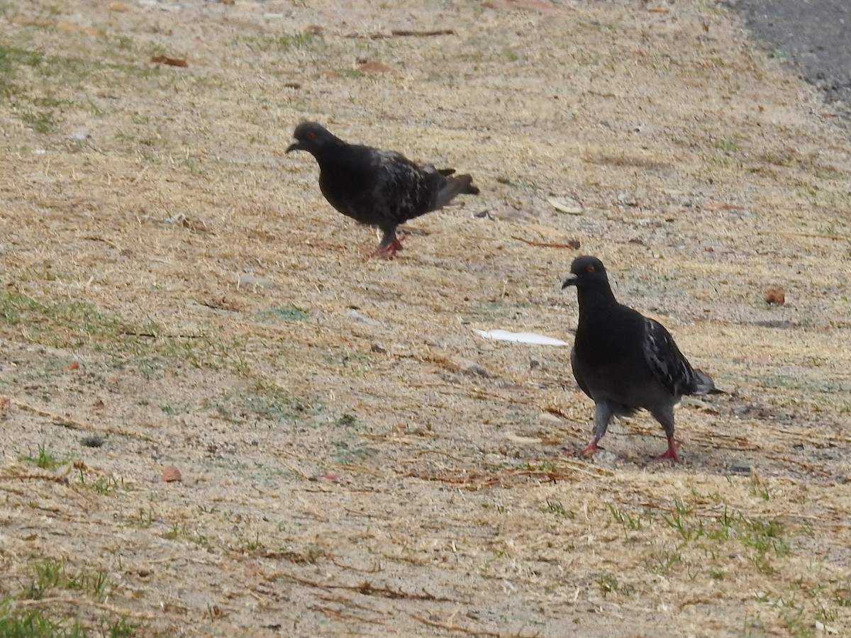 Rock Pigeon (Feral Pigeon) - ML615581454