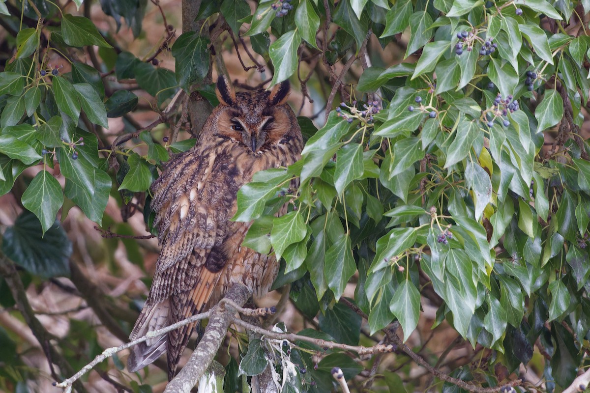 Long-eared Owl - ML615581606