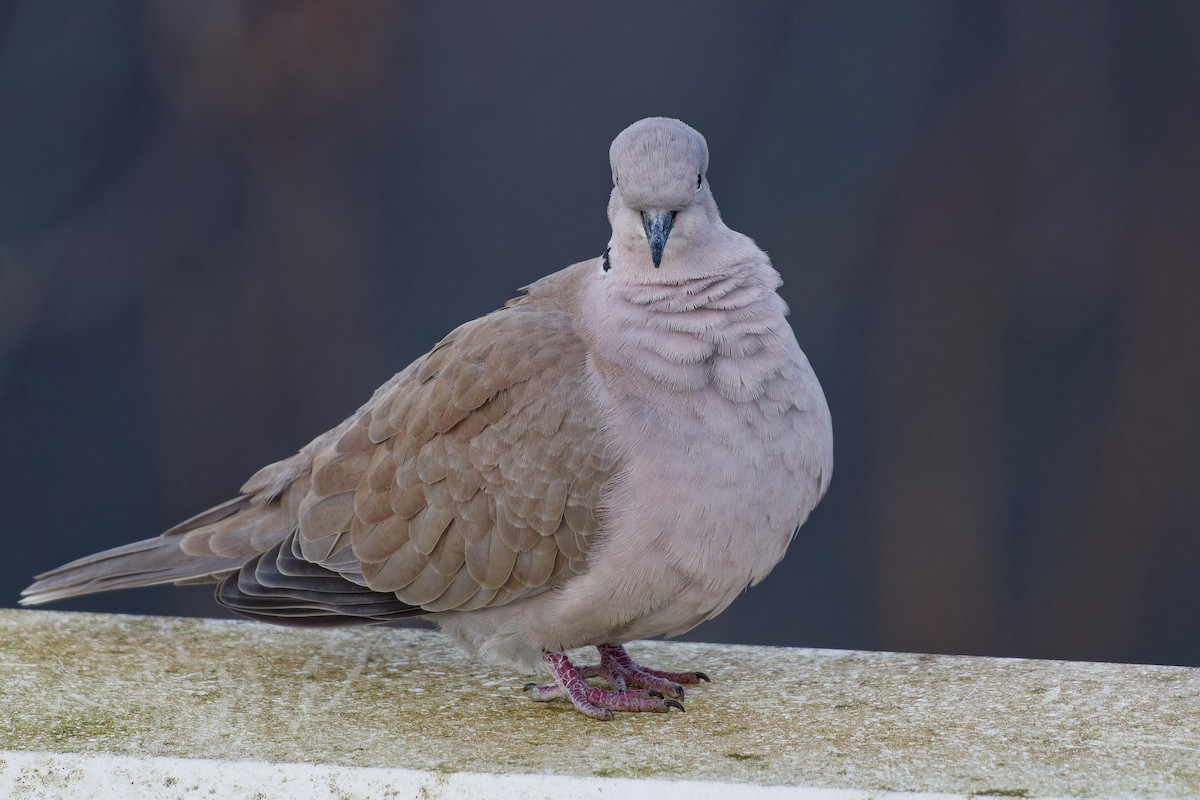 Eurasian Collared-Dove - ML615581610