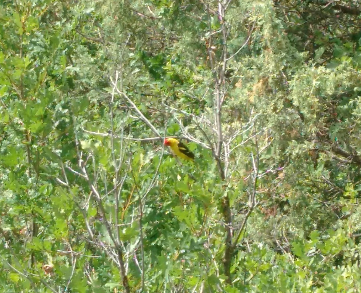 Western Tanager - ML615581689
