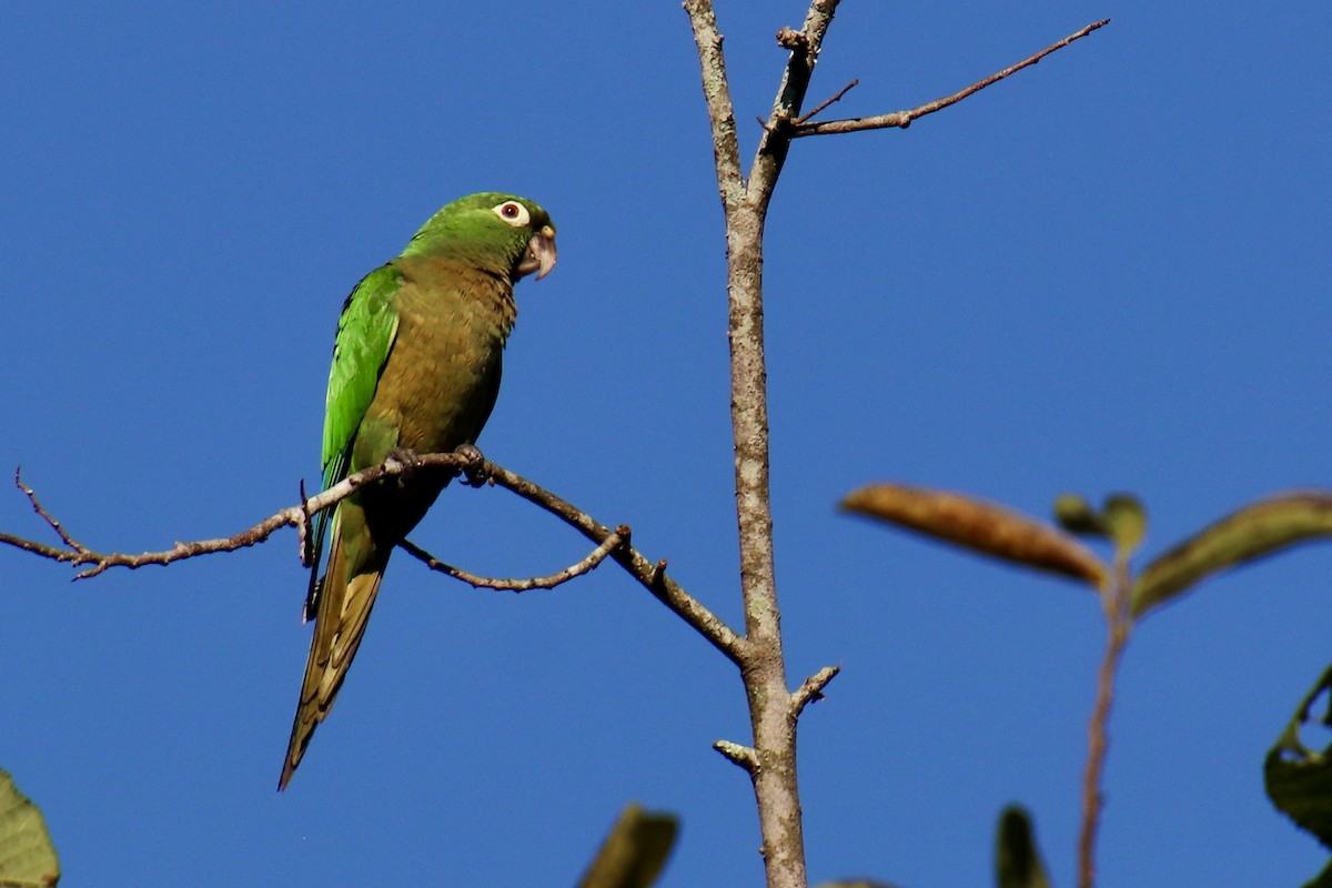 Olive-throated Parakeet (Aztec) - Grant Witynski