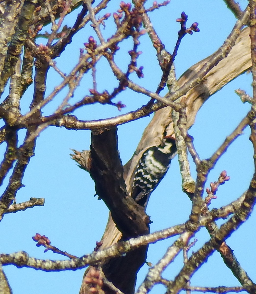 Lesser Spotted Woodpecker - ML615581925