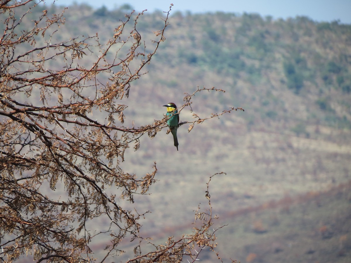 European Bee-eater - Anonymous