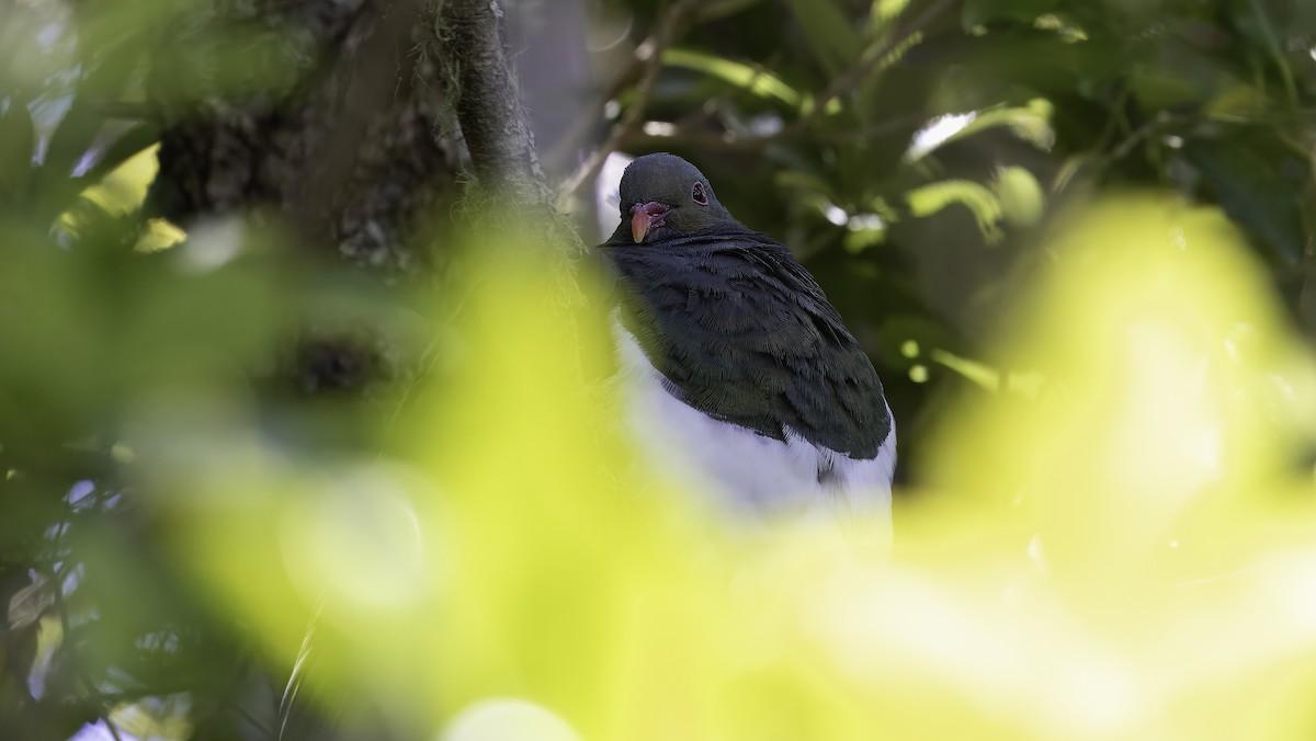 holub maorský (ssp. novaeseelandiae) - ML615582019