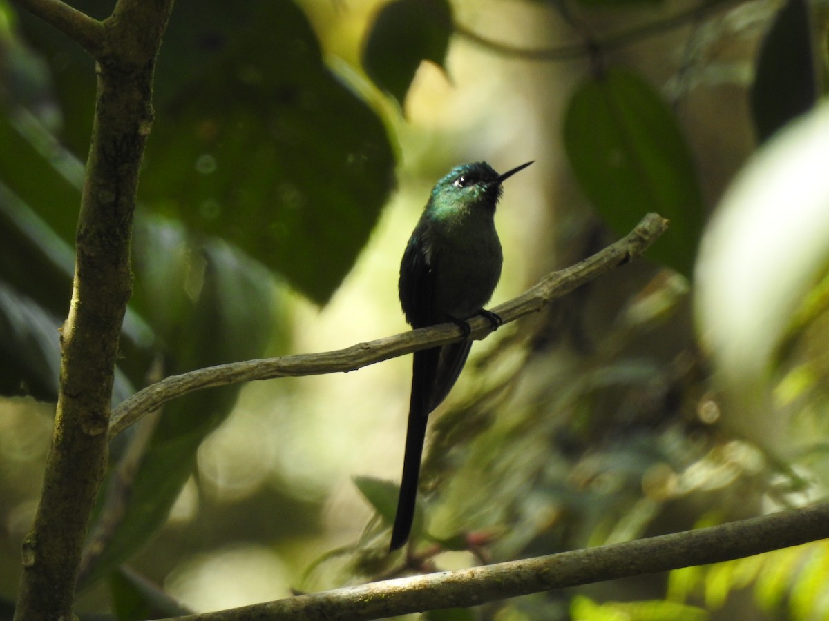 Long-tailed Sylph - ML615582051