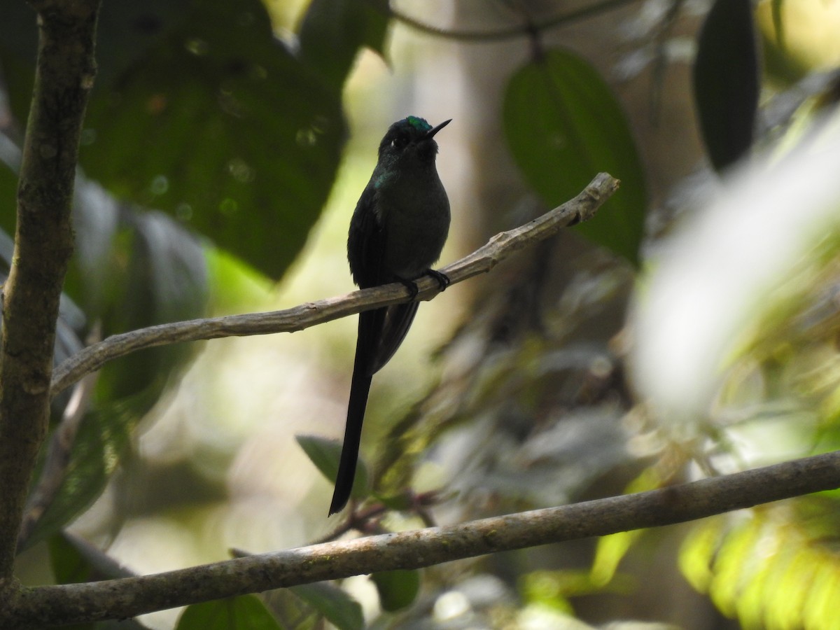 Long-tailed Sylph - ML615582052