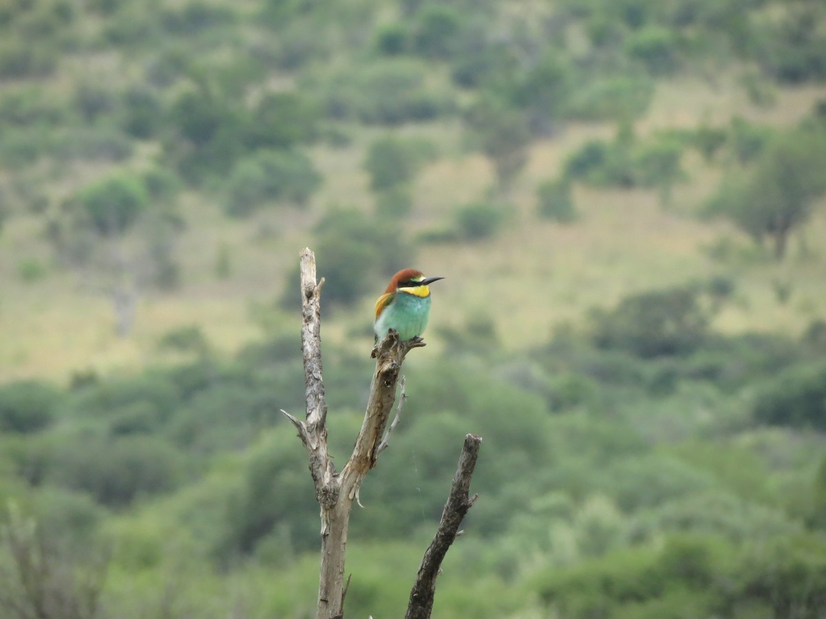 European Bee-eater - ML615582054