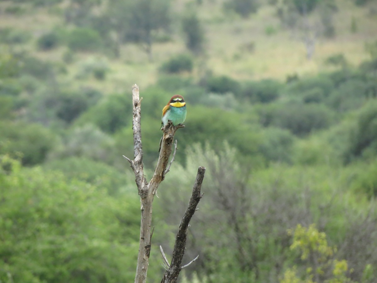 European Bee-eater - ML615582055