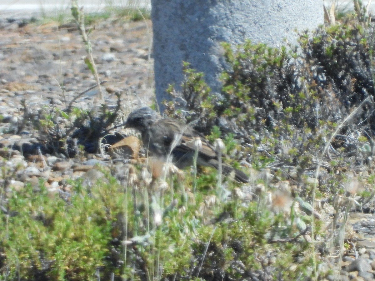 Rufous-collared Sparrow - ML615582092