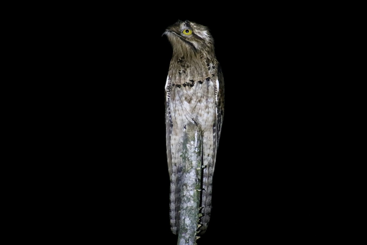Northern Potoo (Middle American) - ML615582210