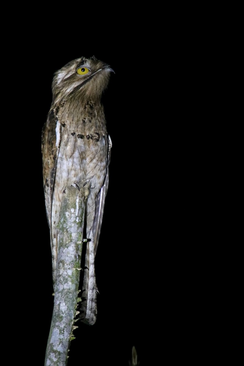 Northern Potoo (Middle American) - ML615582256