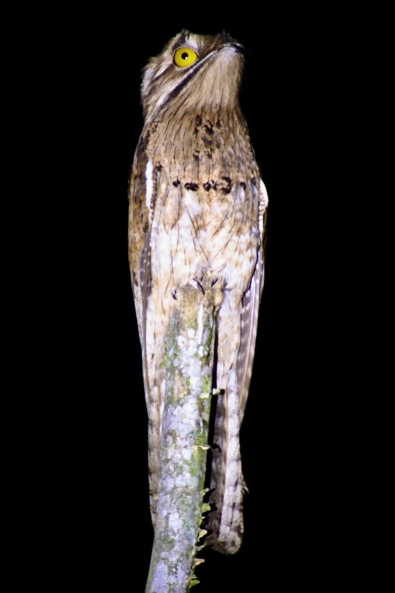 Northern Potoo (Middle American) - ML615582259
