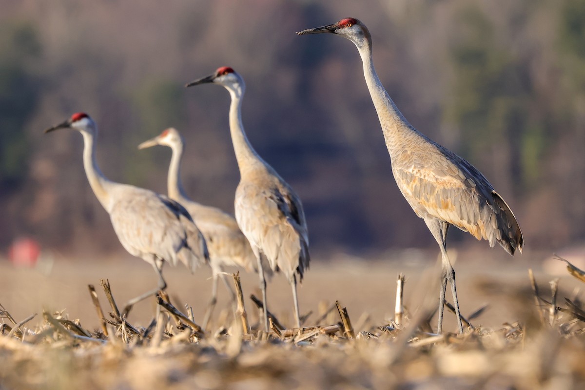 eBird Checklist - 25 Feb 2024 - Goose Pond FWA (Please consider using a ...