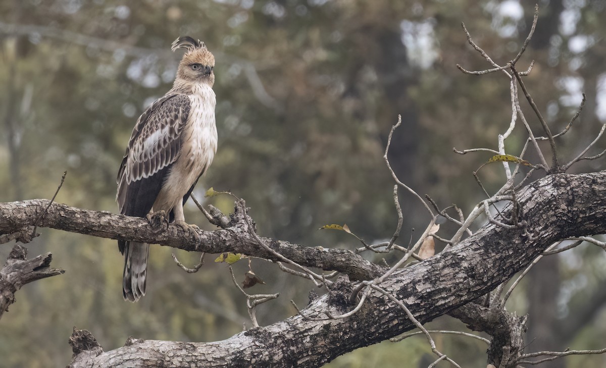 Crested Serpent-Eagle - ML615582416