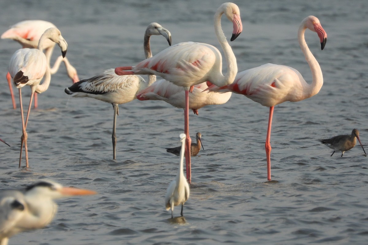 Greater Flamingo - ML615582525
